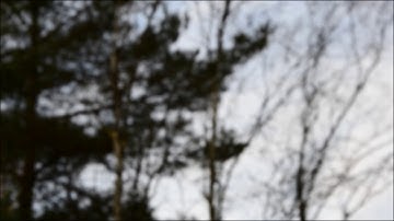 Free HD Stock Fir Tree Leaves Blowing In The Wind Blurred Abstract Bokeh 1080