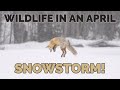 How Much Blurry Snow Is Too Much Blurry Snow? - Wildlife Photography In An April Snowstorm