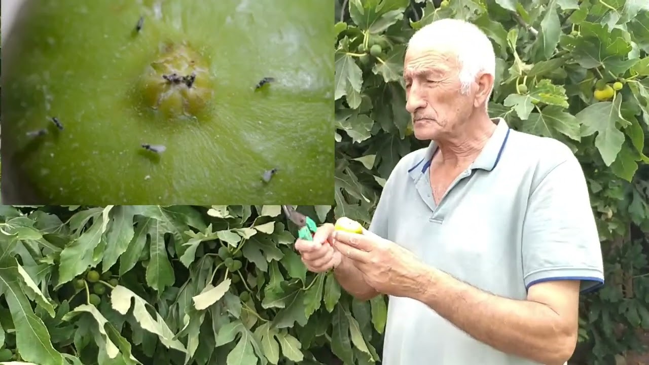 ƏNCİR(2) ƏFSANƏYƏ BƏNZƏR HƏQİQƏT!