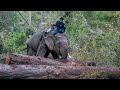 Protecting the working elephants of Myanmar | SPANA