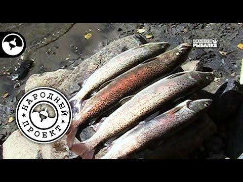 Рыбалка на Байкале. Ленок на блесну | Народный проект