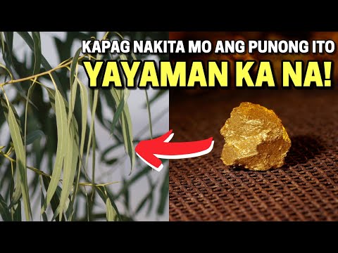 Video: Impormasyon sa Puno ng Eucalyptus: Paano Pangalagaan ang Puno ng Eucalyptus