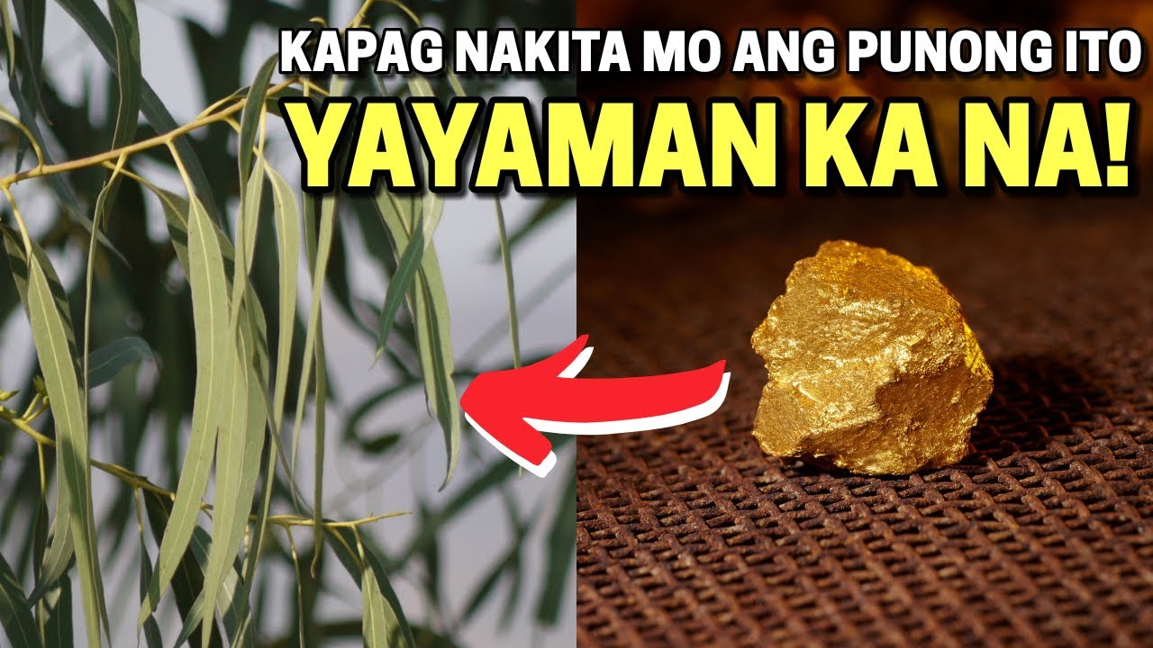 Ang Trending Ngayon na Punong Kahoy. Ginto ang ilalim!