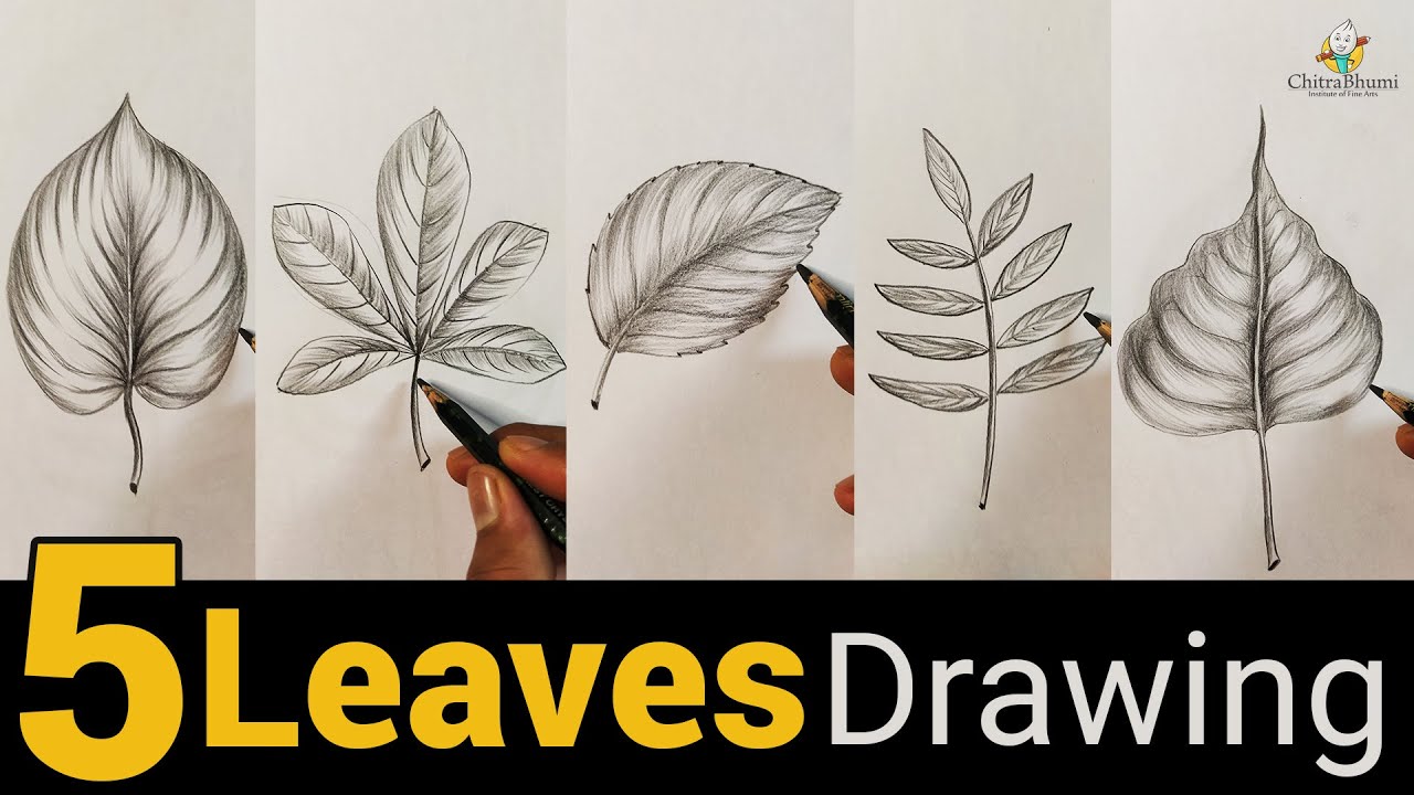 30 Easy Ways to Draw Plants & Leaves