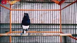 Suara kicauan burung Kacer Untuk memancing Kacer supaya gacor #burungkicau #suarakacer #kacergacor