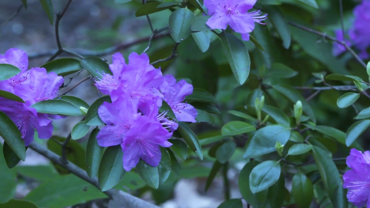 Sights Sounds Of Nature Spring At The West Virginia Botanic