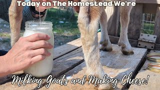Milking Our Goats & Making Cheese From Scratch!