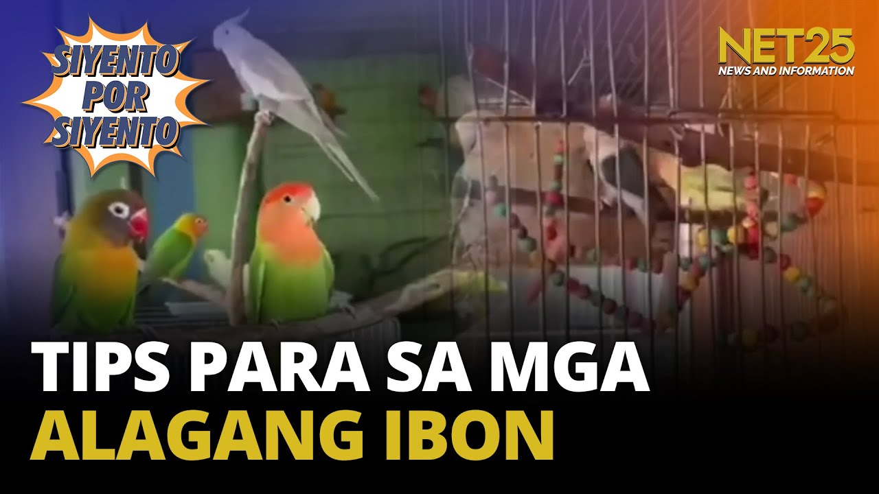 Tips para sa ating mga alagang ibon ngayong mainit ang panahon - YouTube