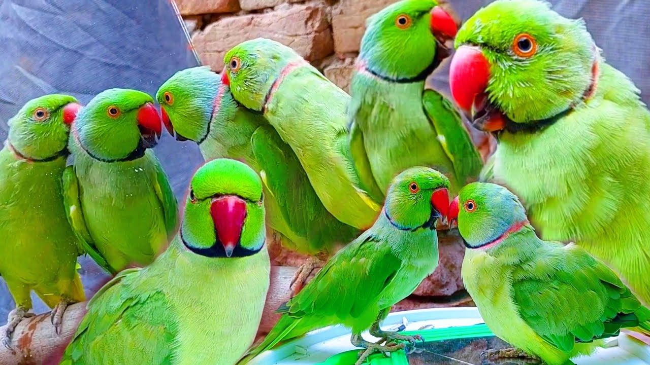 Lovebird Parrot Wallpaper -- HD Wallpapers of Lovebird Parrots!:Amazon.co.uk:Appstore  for Android