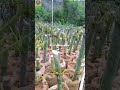 #trending #farming #harvesting #agriculture #shortsfeed #shorts #ytshorts