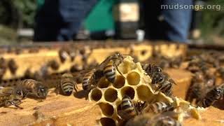 Checking a Mating Nuc (Aug 29, 2020)