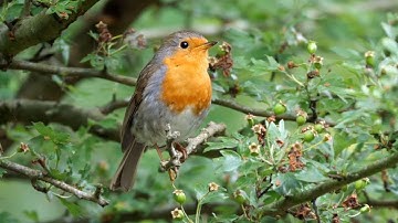 One Hour Relaxing Birdsong: European Robin