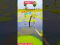 Amazing Traditional Fish Trap in Village Lake 🎣🐟 | Relaxing Nature Fishing Shorts #shorts