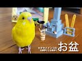 【セキセイインコのお盆】お墓参りと仏壇参り