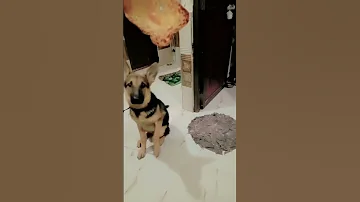 Doglover Viral Pets Comedy Labradosnowhi Dogfunnyvideos Dogvideos 2025 Shorts 