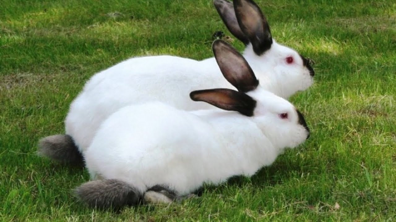 Кролик Русский горностаевый