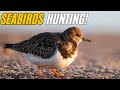 Incredible Seabirds Hunting Near Liverpool!