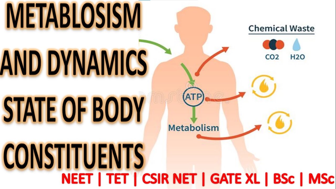 State Body METABOLISM & DYNAMIC STATE OF BODY CONSTITUENTS - YouTube