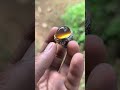 anggur alas kuning #batuakik #batumewah #gemstone #batuakikindonesia #fypシ゚viral