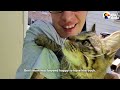 Cat Gets Stranded On Tiny Branch During Powerful Winds | The Dodo