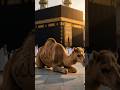 ماشااللہ اونٹ کعبہ کے سامنے Kaaba Unfrezzmyaccount 