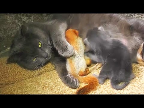Video: Pet Scoop: mazuļu vāvere izpaužas lūzuma potītei, jaundzimušajiem kaķēniem nejauši nosūtīti