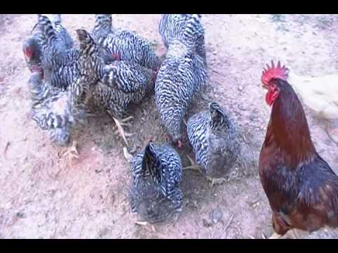 Could you feed your chickens  without commerical food???