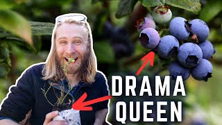 How to Plant and Grow Blueberries: Complete Guide for Beginners with Step-by-Step Demos by Nextdoor Homestead 44,141 views 1 year ago 19 minutes