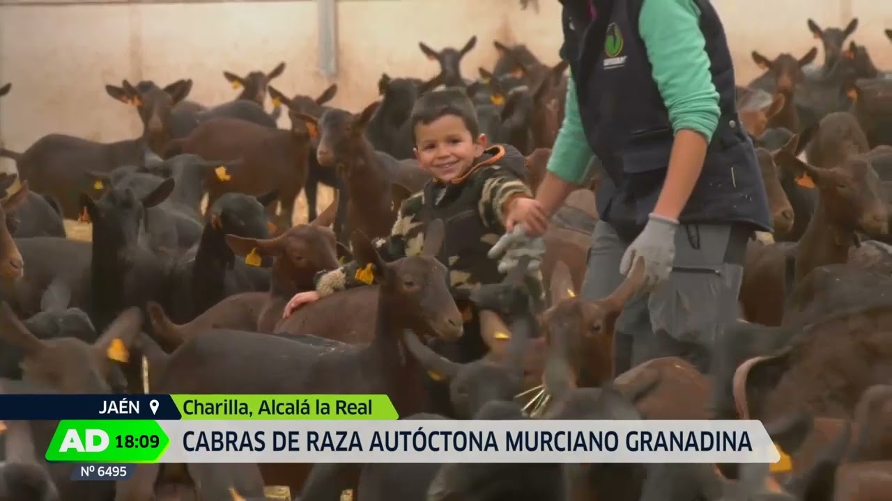 Belinda Carrillo, una joven ganadera de Charilla. Andalucía Directo 31 octubre