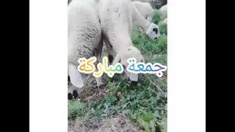 لاتنسوا الاكثار من الصلاه علي النبي وقراءه سوره الكهف.. جمعه مباركه🌹