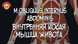 Внутренняя косая мышца живота  (m.obliquus internus abdominis) 3D Анатомия