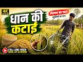Dhan ki katai vlog video farming Life 🌾🔥 desi boy kheti kisani video #bappukisanhai #farming