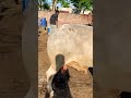 #sarmadmustafa#minivlog#qurbanvlogs #shortvideo#minivlog#shortvideo#unfrezzmyaccount#Forsal#