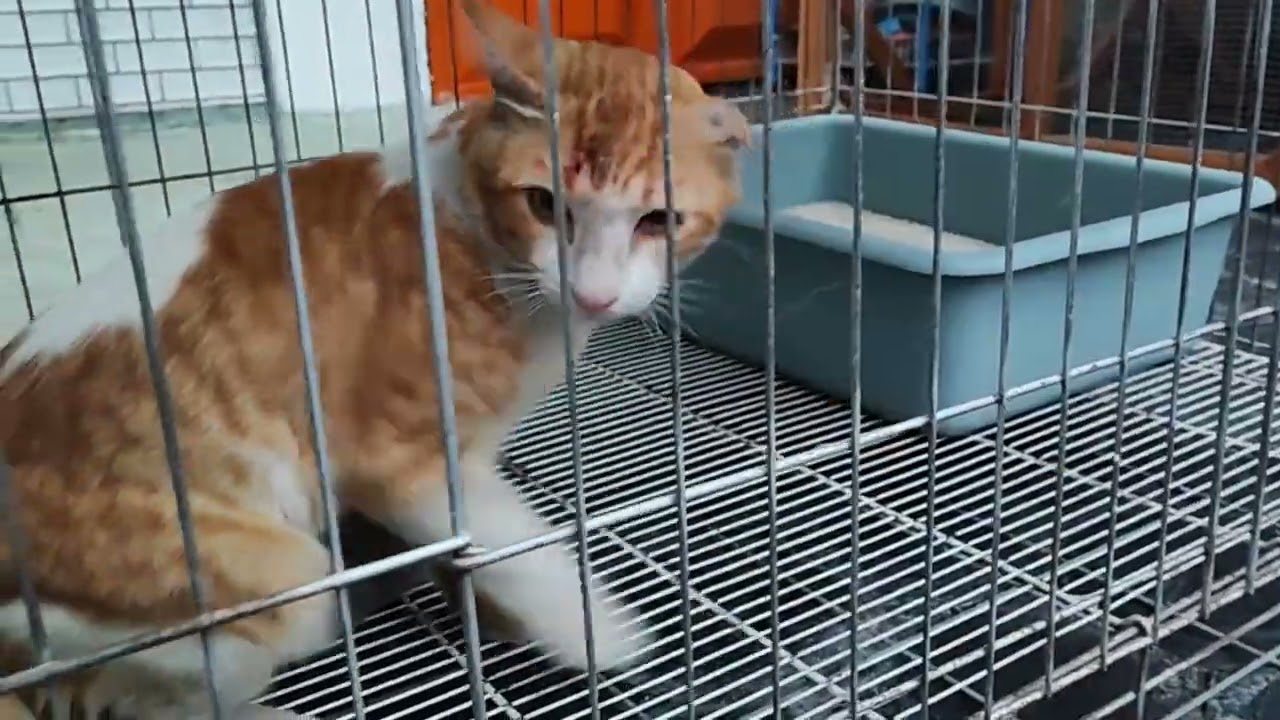 Awal ketemu abang oyen kaki 3 telinga mungker