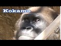 Gorilla 💎 Leslie milk time 🌷 Leslie play ❣️ San Diego Safari Park