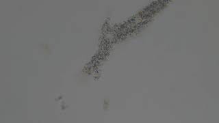 Amoeba Pseudopodia - 2026