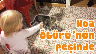 Noa Misafir Kedi Öbürünün Peşinde Bizim Aile Eğlenceli Çocuk Ları