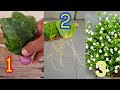 How to grow white jasmine leaves and propagate jasmine plant from cut