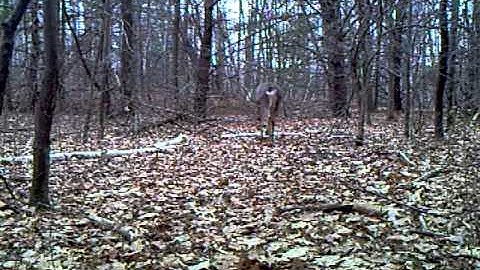 Pennsylvania Big 8 point buck over my mock scrape