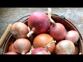 Grow big onions from seed part 3 harvest and long term storage