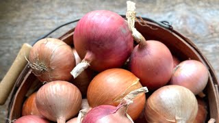 Grow BIG ONIONS from seed: Part 3 harvest and long term storage