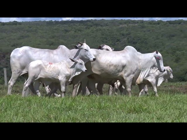 Lote 66 - 19° Leilão Fazenda Fortaleza