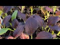 Seedling update for January ~ full speed ahead