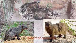 Striped Mongoose at the Zoo 🦝 + Large Rodent Porcupine | World of nature tv 📸