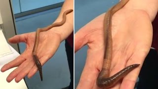 The largest earthworm ever found in UK