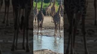 Best of Tarangire 🤩🤩🤩🔥🔥🔥🔥 #tanzaniasafari #wildlife #masaimaranationalpark