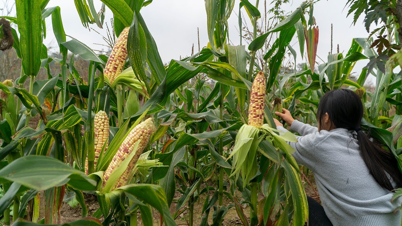 Harvesting cornㅣ corn for gourmet ㅣTortillas YouTube