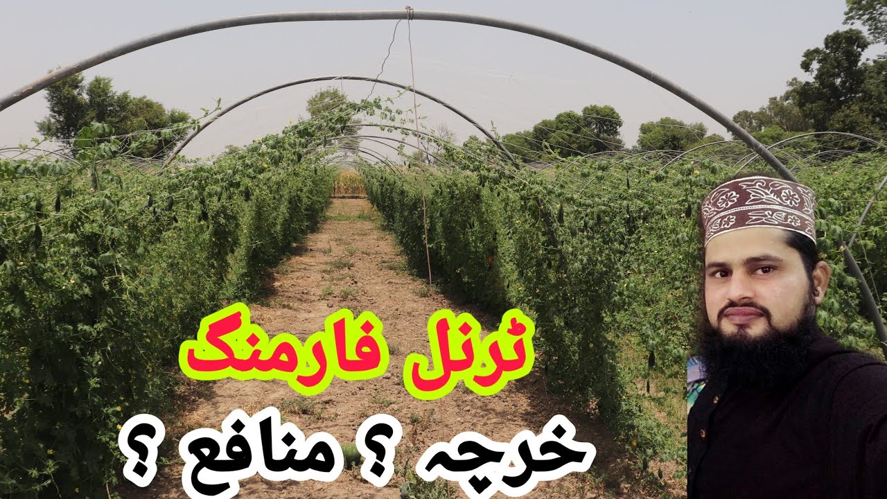 tunnel farming in Pakistan , Karela farming in urdu 2019 , agriculture forming Urdu Hindi business ideas online