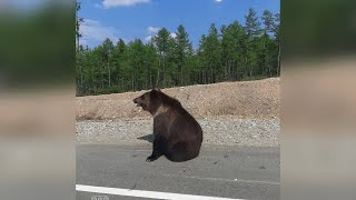 В Якутии десятки и сотни диких медведей выходят на трассы