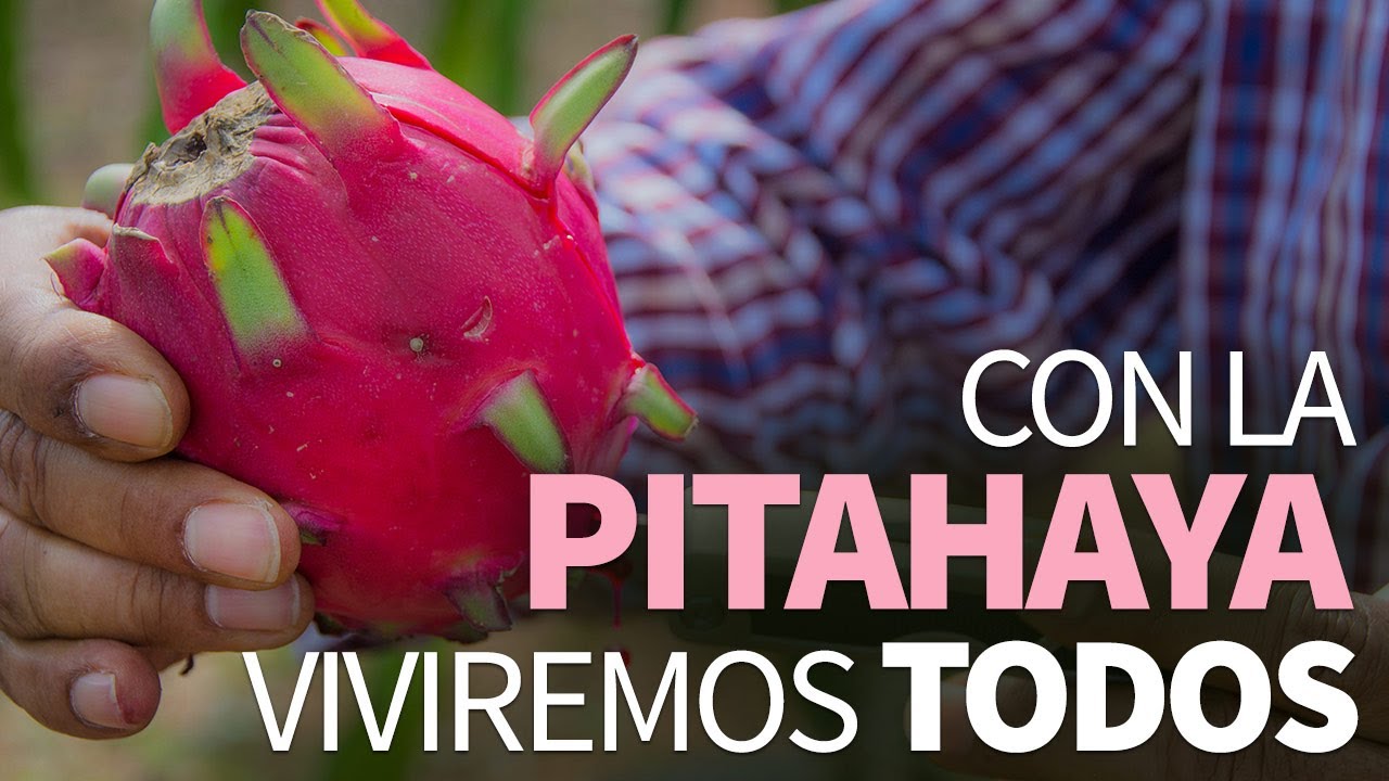 Que es el pitahaya